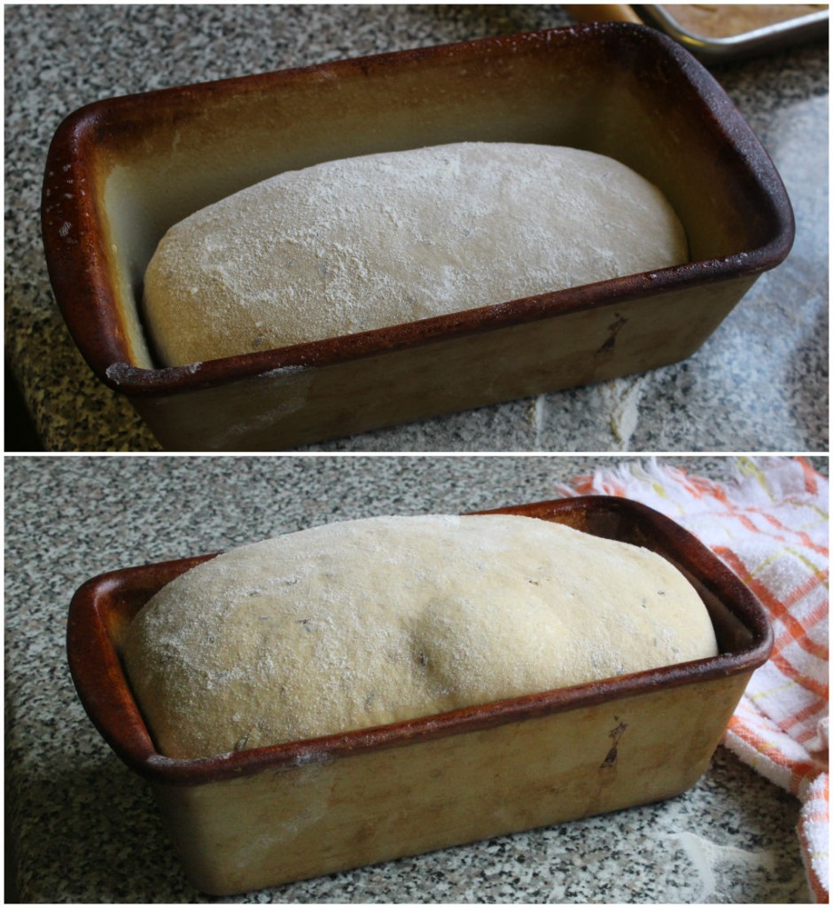 bread rise